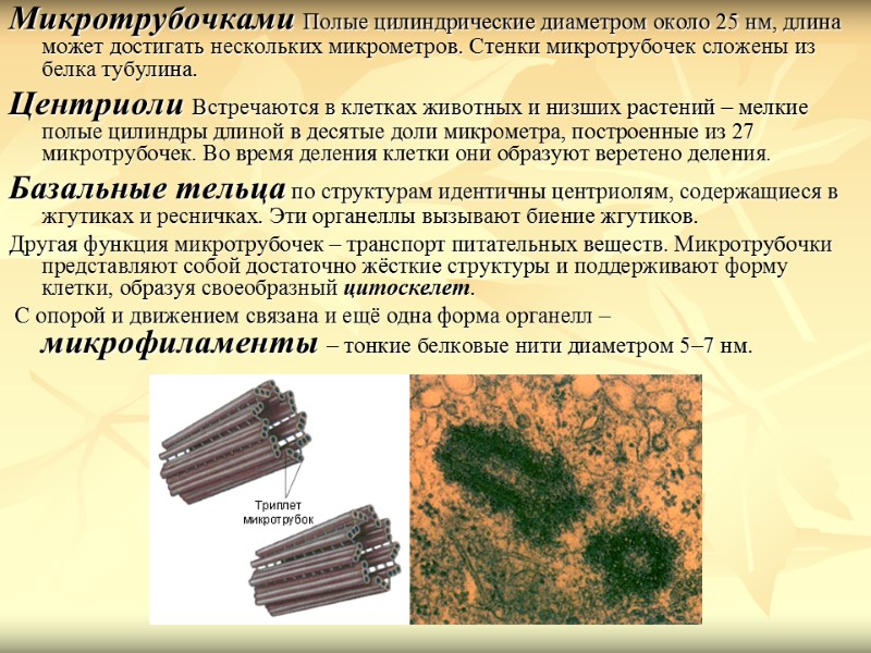 Микротрубочками Полые цилиндрические диаметром около 25 нм, длина может достигать нескольких микрометров. Стенки микротрубочек